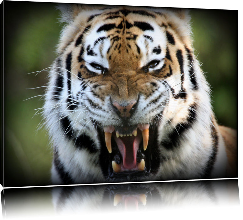 Pixxprint aggressiver Tiger, Leinwandbild