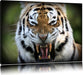 aggressiver Tiger Leinwandbild