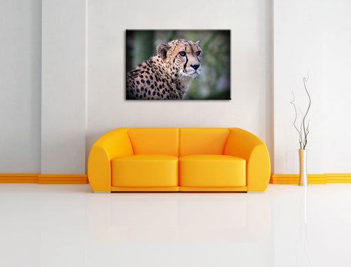 bildschöner Gepard Leinwandbild über Sofa