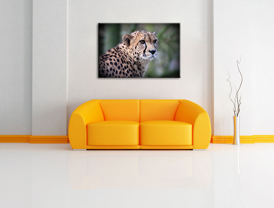 bildschöner Gepard Leinwandbild über Sofa