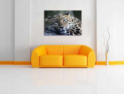 ruhender Leopard Leinwandbild über Sofa