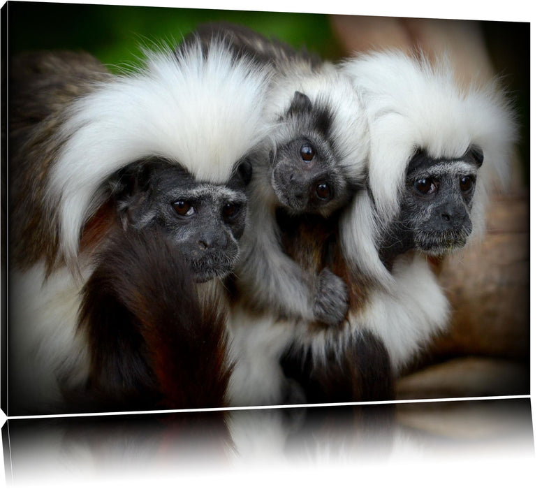 Pixxprint kleine Lisztäffchen-Familie, Leinwandbild