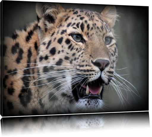 ausgewachsener Leopard Leinwandbild