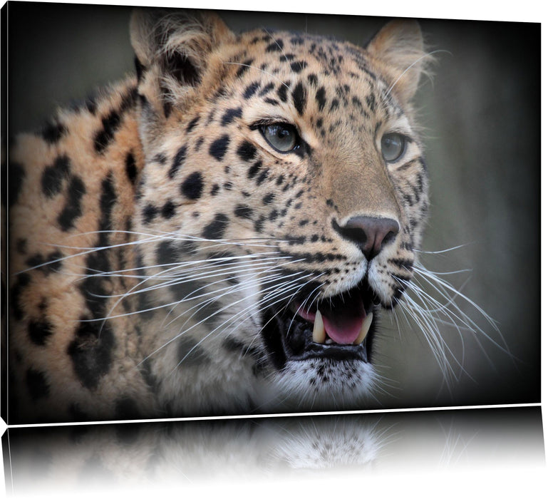 Pixxprint ausgewachsener Leopard, Leinwandbild