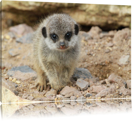 Erdmännchen zwischen Steinen Leinwandbild