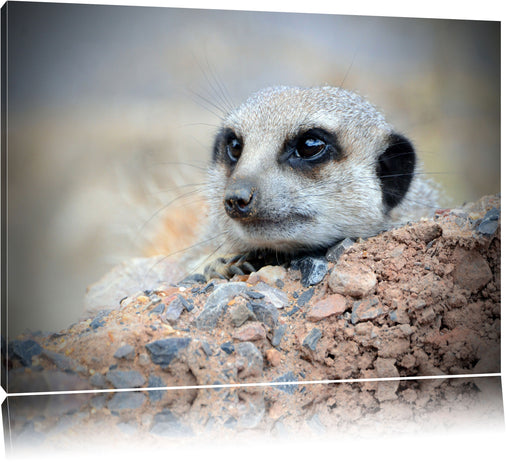 Erdmännchen auf Steinboden Leinwandbild