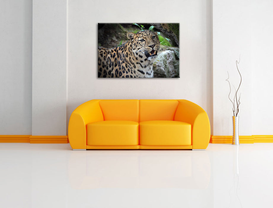 prachtvoller Leopard Leinwandbild über Sofa