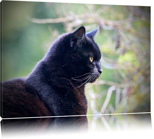 schwarze Katze Leinwandbild