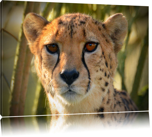 junger Gepard im Dschungel Leinwandbild