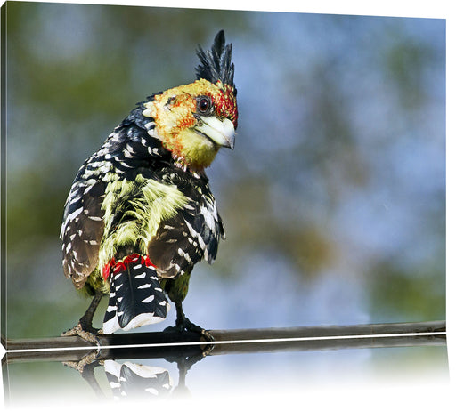 schöner Hauben-Bartvogel Leinwandbild