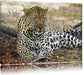 liegender Leopard im Laub Leinwandbild