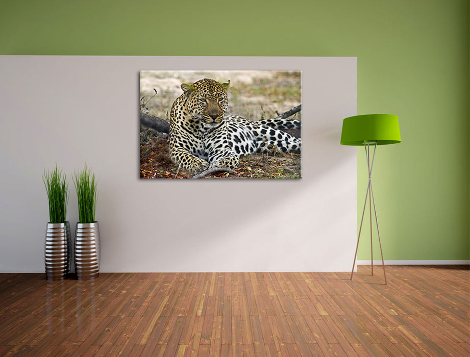 liegender Leopard im Laub Leinwandbild im Flur