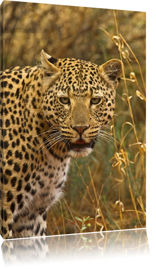 Leopard beobachtet Umgebung Leinwandbild