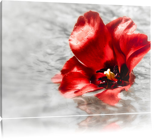 kleine Mohnblüte im Wasser Leinwandbild