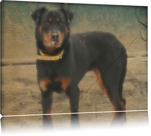 prächtiger Rottweiler Leinwandbild