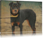 prächtiger Rottweiler Leinwandbild