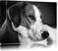 Jack Russel Terrier ruht sich aus Leinwandbild