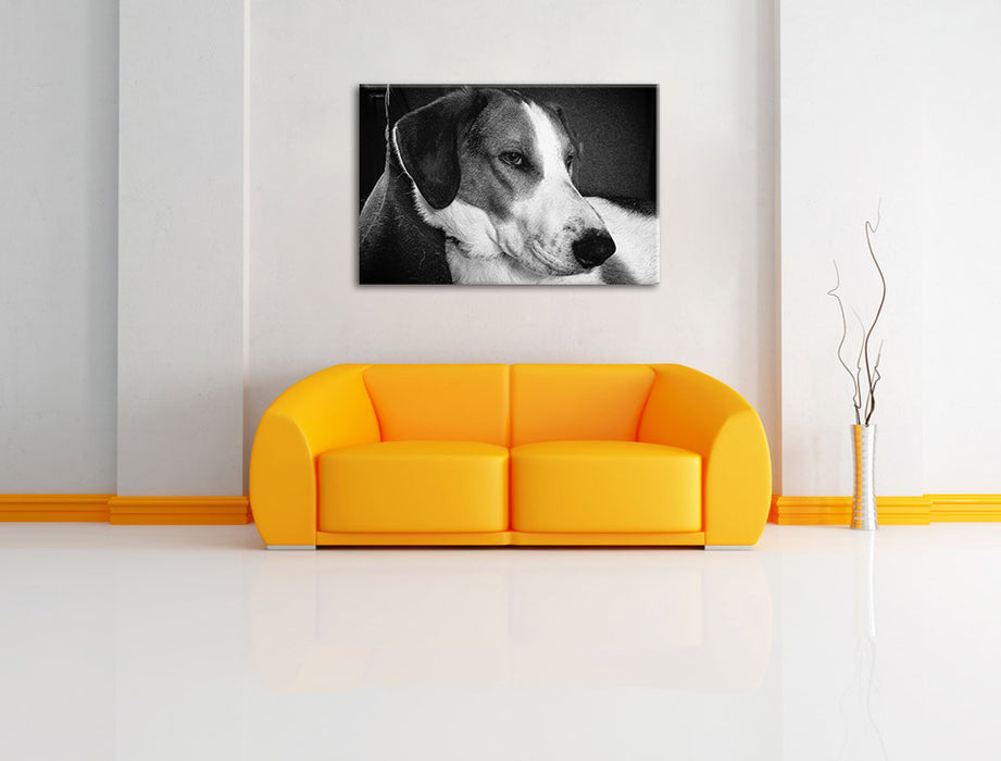 Jack Russel Terrier ruht sich aus Leinwandbild über Sofa