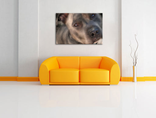 schöner Pit Bull Terrier Leinwandbild über Sofa