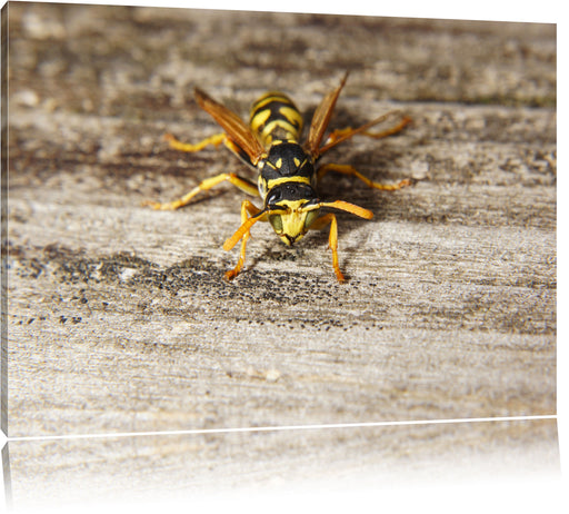 kleine Biene auf Holz Leinwandbild