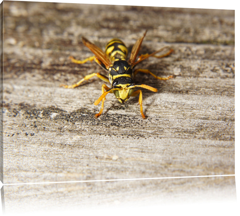 Pixxprint kleine Biene auf Holz, Leinwandbild