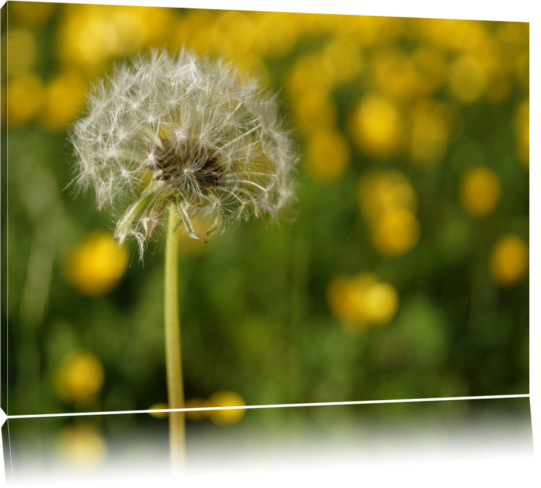 Pixxprint Pusteblume vor Wildwiese, Leinwandbild