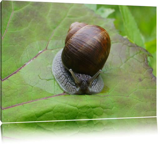 kleine Schnecke mit Schneckenhaus Leinwandbild