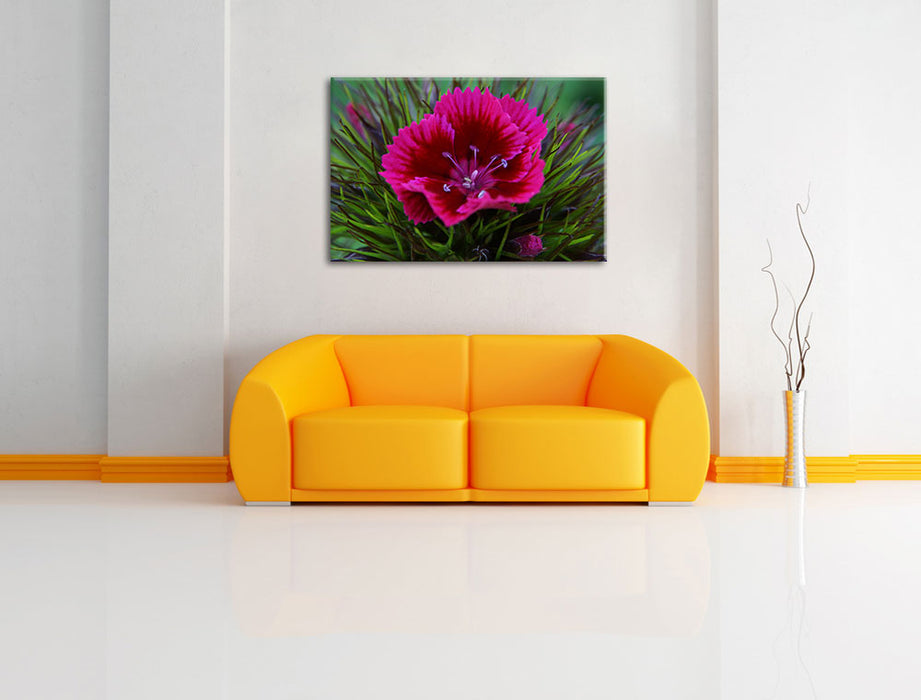 schöne pinkfarbene Blüte Leinwandbild über Sofa