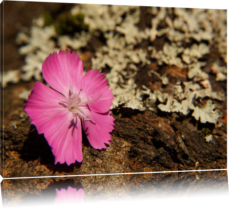 Pixxprint einzelne rosafarbene Blüte, Leinwandbild