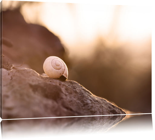 kleine Schnecke auf Stein Leinwandbild