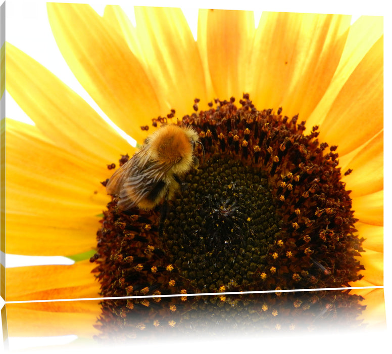 Pixxprint Biene auf Sonnenblume, Leinwandbild