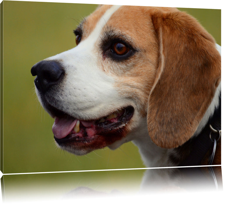 Pixxprint schöner Beagle im Seitenprofil, Leinwandbild