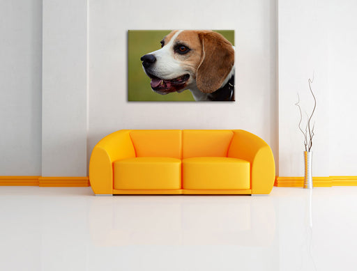 schöner Beagle im Seitenprofil Leinwandbild über Sofa