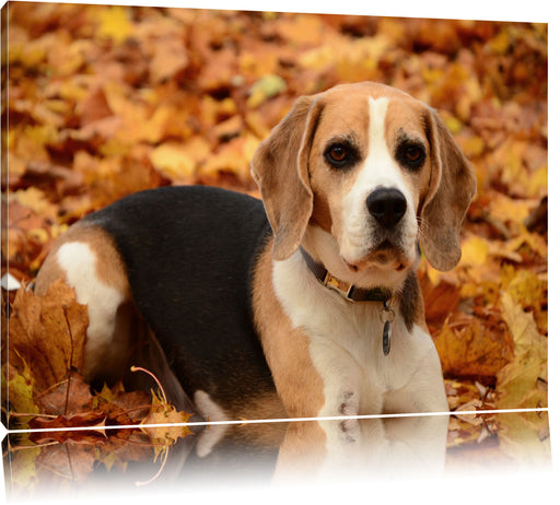 kleiner Beagle im Laub Leinwandbild