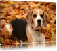 kleiner Beagle im Laub Leinwandbild