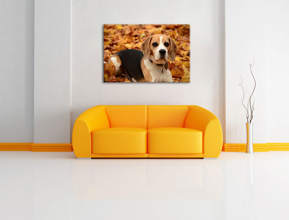 kleiner Beagle im Laub Leinwandbild über Sofa