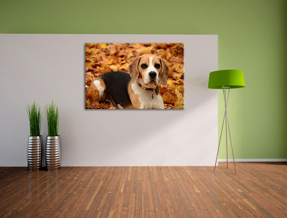 kleiner Beagle im Laub Leinwandbild im Flur