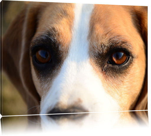 große Beagle-Augen Leinwandbild