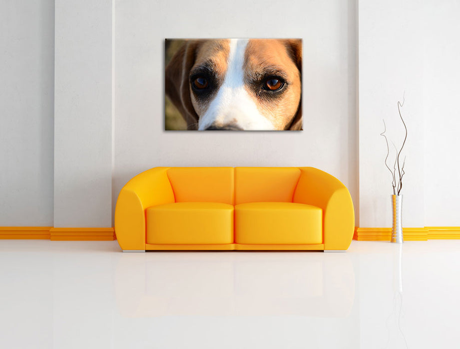 große Beagle-Augen Leinwandbild über Sofa