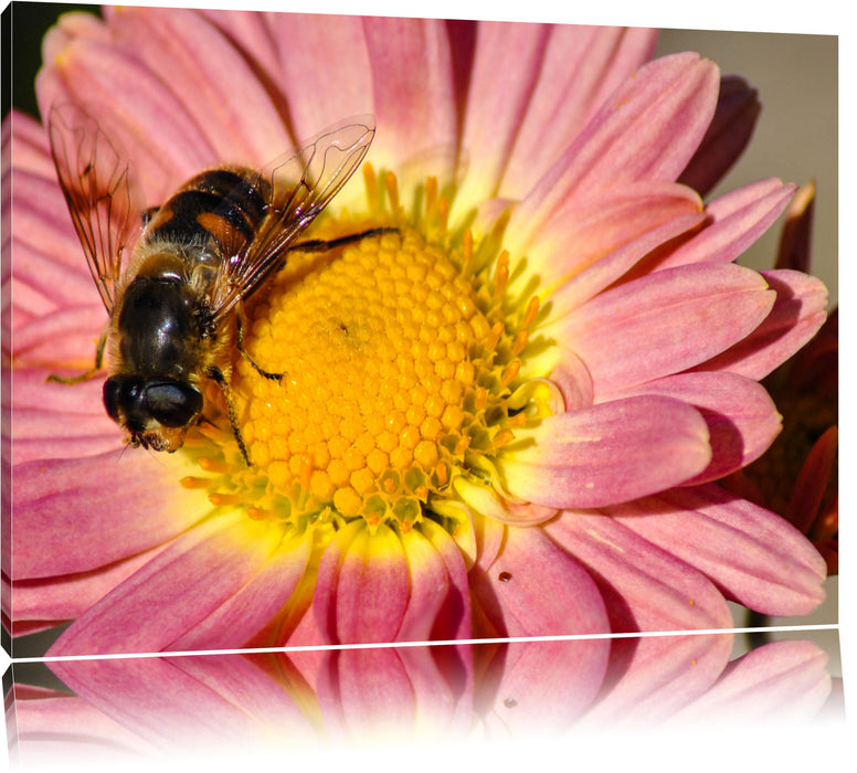 Pixxprint Biene auf Margarete, Leinwandbild