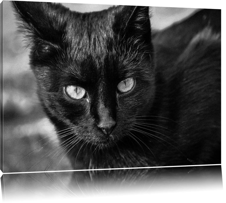 Pixxprint schwarze Katze, Leinwandbild