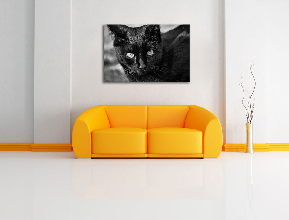 schwarze Katze Leinwandbild über Sofa