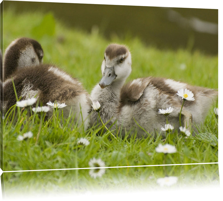 Pixxprint Kühe auf Wiese, Leinwandbild