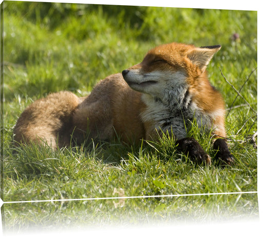 Kleiner Fuchs auf Wiese Leinwandbild