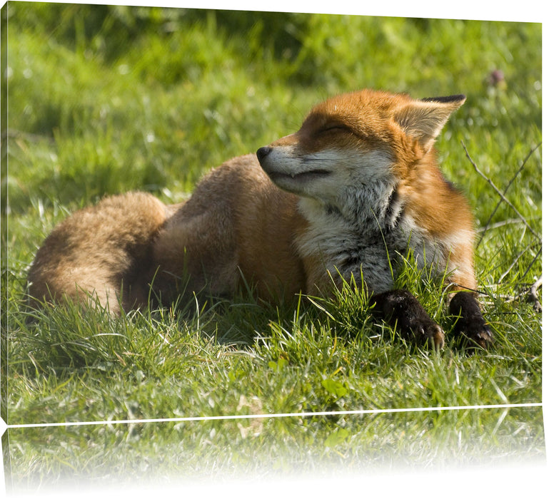 Pixxprint Kleiner Fuchs auf Wiese, Leinwandbild