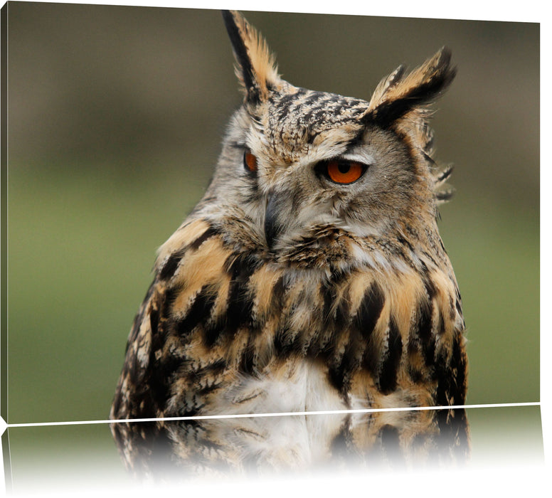 Pixxprint schöne Waldohreule, Leinwandbild