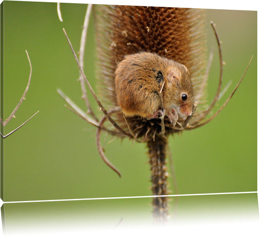 kleine Feldmaus Leinwandbild