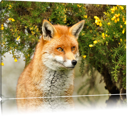 aufschauender Fuchs Leinwandbild