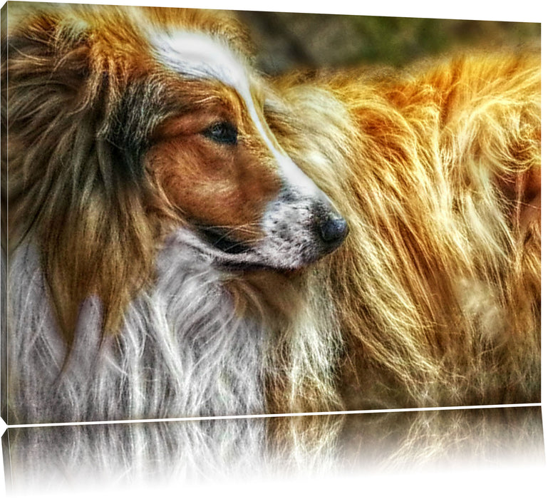 Pixxprint schöner Collie im Seitenprofil, Leinwandbild