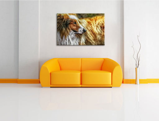 schöner Collie im Seitenprofil Leinwandbild über Sofa